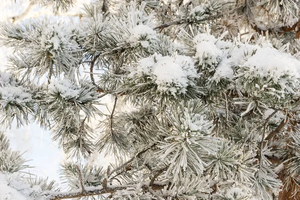 白雪覆盖下的云杉枝条 雪白背景下的冷杉枝条 白雪覆盖下的常青云杉树 雪白覆盖的冷杉枝条 冬季森林 — 图库照片