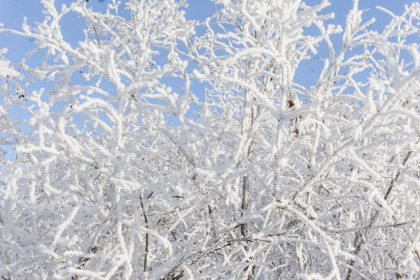 Topo Das Árvores Cobertas Neve Contra Céu Azul Árvores Congeladas — Fotografia de Stock