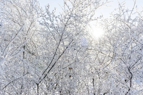 Top of the trees covered with snow against the blue sky, frozen trees in the forest sky background, tree branches covered hoarfrost with white snow, winter morning in the mountains, snow-covered tree branches