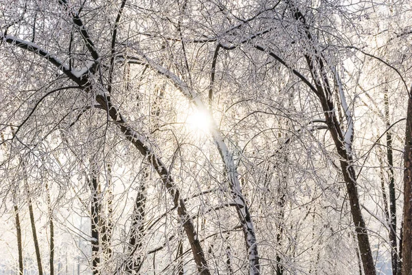 winter forest on a sunny day, winter landscape, winter forest on a clear frosty let, birch in a park covered with white snow