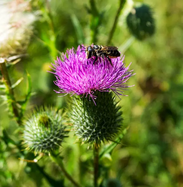 Arı çiçek tarlasında