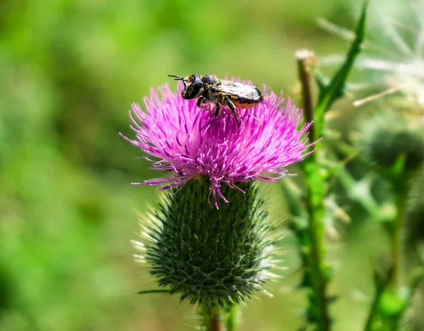 Arı çiçek tarlasında