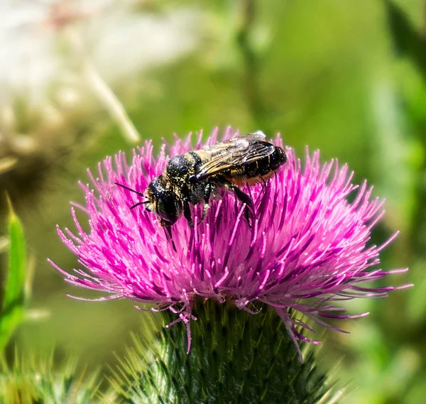 Arı çiçek tarlasında