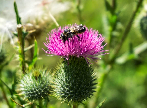 Arı çiçek tarlasında
