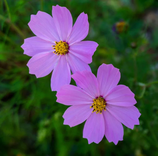 Сирень Летние Цветы Клумбе Пейзаж — стоковое фото