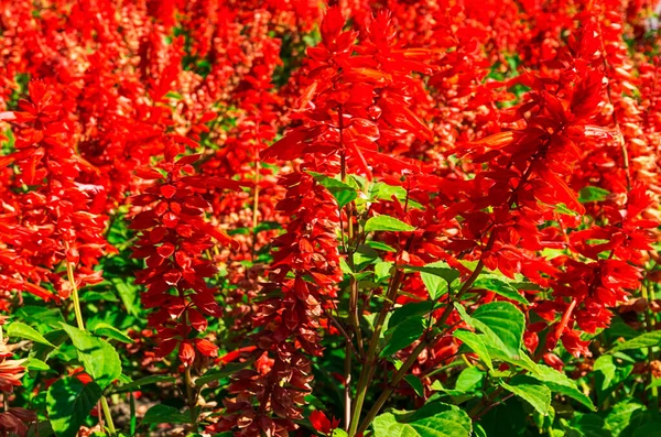 Yazın çiçek tarhında kırmızı çiçekler