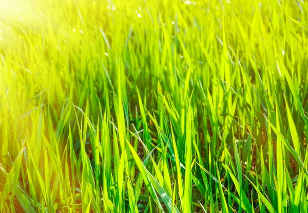 Green Grass Meadow Rays Sunlight Close — Stock Photo, Image