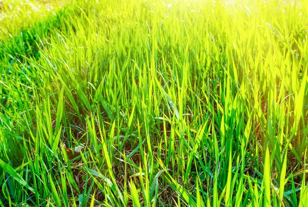 Green Grass Meadow Rays Sunlight Close — Stock Photo, Image