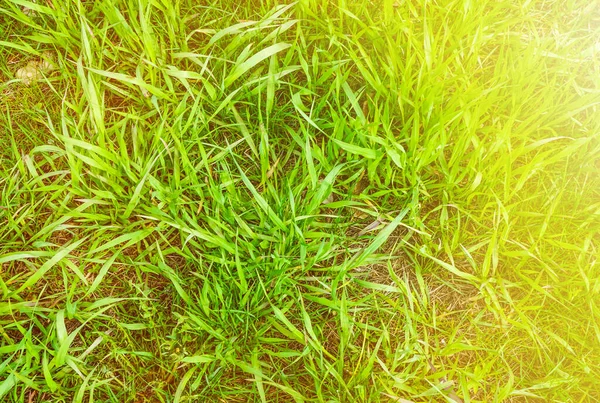Green Grass Meadow Rays Sunlight Close — Stock Photo, Image