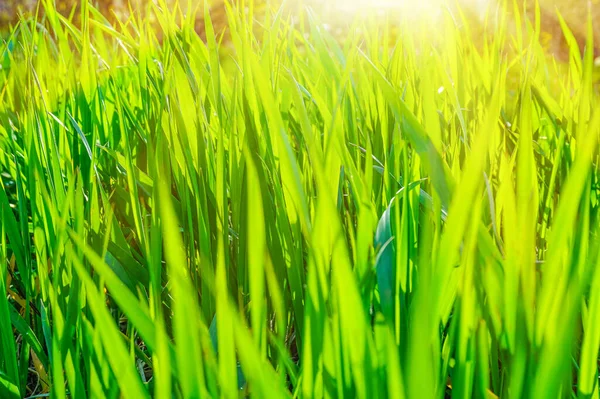 Green Grass Meadow Rays Sunlight Close — Stock Photo, Image