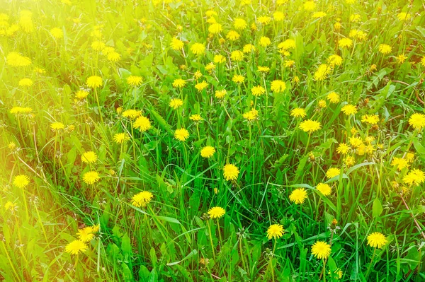 Желтые Одуванчики Солнце Лугу — стоковое фото
