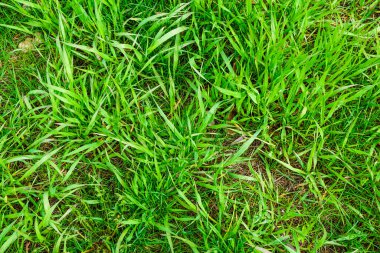 Güneşli bir yaz gününde yeşil çimen arka plan dokusu