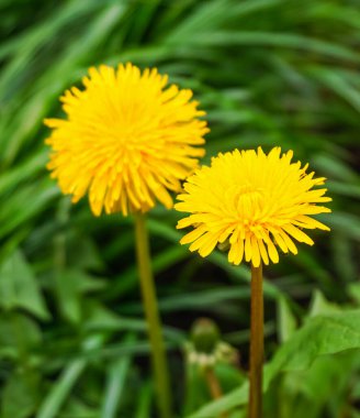 Yeşil tarlada sarı karahindibalar