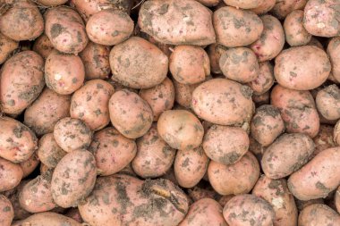 Toprak desenli kirli patates yumrusu.