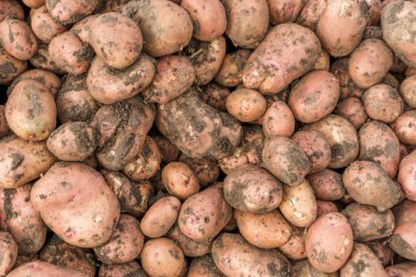 Toprak desenli kirli patates yumrusu.