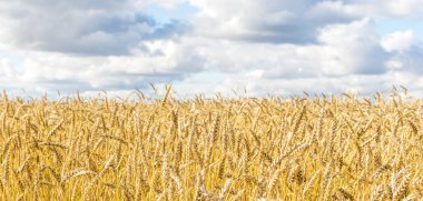 Olgun sarı buğday sapları bir tarlada gökyüzünün arka planına karşı bulut dokusuyla. Altın buğday tarlası yazın hasat için hazır.