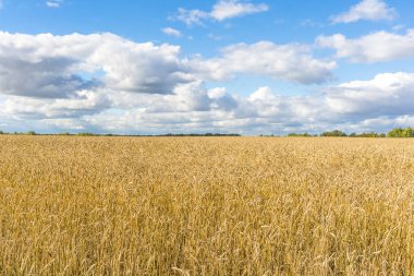 Olgun sarı buğday sapları bir tarlada gökyüzünün arka planına karşı bulut dokusuyla. Altın buğday tarlası yazın hasat için hazır.