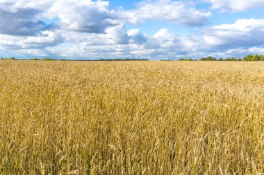 Olgun sarı buğday sapları bir tarlada gökyüzünün arka planına karşı bulut dokusuyla. Altın buğday tarlası yazın hasat için hazır.