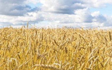 Olgun sarı buğday sapları bir tarlada gökyüzünün arka planına karşı bulut dokusuyla. Altın buğday tarlası yazın hasat için hazır.