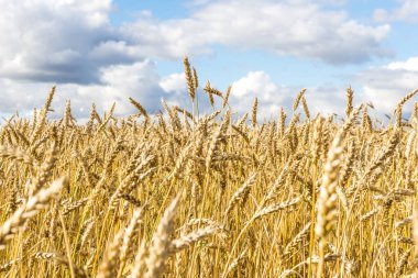 Olgun sarı buğday sapları bir tarlada gökyüzünün arka planına karşı bulut dokusuyla. Altın buğday tarlası yazın hasat için hazır.