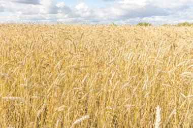 Olgun sarı buğday sapları bir tarlada gökyüzünün arka planına karşı bulut dokusuyla. Altın buğday tarlası yazın hasat için hazır.