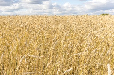 Olgun sarı buğday sapları bir tarlada gökyüzünün arka planına karşı bulut dokusuyla. Altın buğday tarlası yazın hasat için hazır.