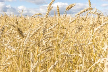 Olgun sarı buğday sapları bir tarlada gökyüzünün arka planına karşı bulut dokusuyla. Altın buğday tarlası yazın hasat için hazır.