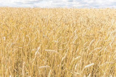 Olgun sarı buğday sapları bir tarlada gökyüzünün arka planına karşı bulut dokusuyla. Altın buğday tarlası yazın hasat için hazır.