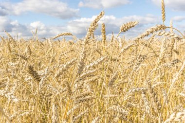 Olgun sarı buğday sapları bir tarlada gökyüzünün arka planına karşı bulut dokusuyla. Altın buğday tarlası yazın hasat için hazır.