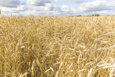 Olgun sarı buğday sapları bir tarlada gökyüzünün arka planına karşı bulut dokusuyla. Altın buğday tarlası yazın hasat için hazır.