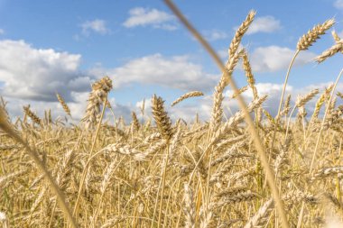 Olgun sarı buğday sapları bir tarlada gökyüzünün arka planına karşı bulut dokusuyla. Altın buğday tarlası yazın hasat için hazır.