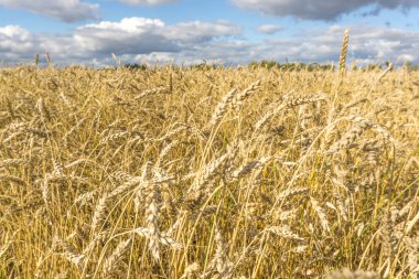 Olgun sarı buğday sapları bir tarlada gökyüzünün arka planına karşı bulut dokusuyla. Altın buğday tarlası yazın hasat için hazır.