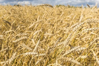 Olgun sarı buğday sapları bir tarlada gökyüzünün arka planına karşı bulut dokusuyla. Altın buğday tarlası yazın hasat için hazır.