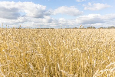Olgun sarı buğday sapları bir tarlada gökyüzünün arka planına karşı bulut dokusuyla. Altın buğday tarlası yazın hasat için hazır.