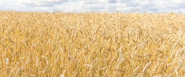 Olgun sarı buğday sapları bir tarlada gökyüzünün arka planına karşı bulut dokusuyla. Altın buğday tarlası yazın hasat için hazır.