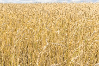 Tarla arkaplan dokusunda olgun sarı buğday sapları. Altın buğday tarlası yazın hasat için hazır.