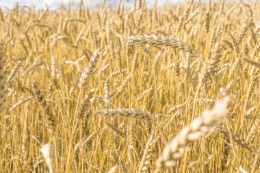 Tarla arkaplan dokusunda olgun sarı buğday sapları. Altın buğday tarlası yazın hasat için hazır.