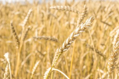 Tarla arkaplan dokusunda olgun sarı buğday sapları. Altın buğday tarlası yazın hasat için hazır.