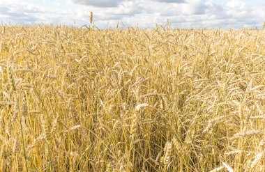 Tarla arkaplan dokusunda olgun sarı buğday sapları. Altın buğday tarlası yazın hasat için hazır.