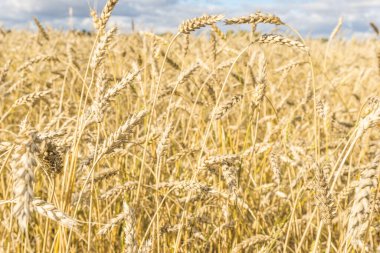 Tarla arkaplan dokusunda olgun sarı buğday sapları. Altın buğday tarlası yazın hasat için hazır.