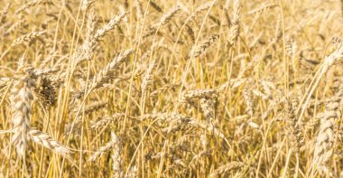 Tarla arkaplan dokusunda olgun sarı buğday sapları. Altın buğday tarlası yazın hasat için hazır.