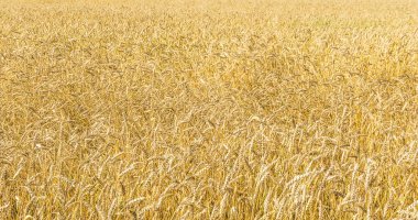 Tarla arkaplan dokusunda olgun sarı buğday sapları. Altın buğday tarlası yazın hasat için hazır.