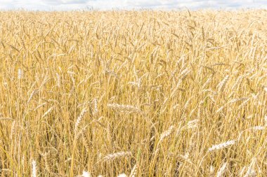 Tarla arkaplan dokusunda olgun sarı buğday sapları. Altın buğday tarlası yazın hasat için hazır.