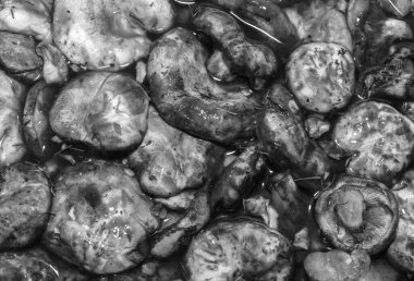 Islak çiğ mantar arkaplan dokusu. Küçük mantar parçaları, yakın plan, siyah beyaz fotoğraf.