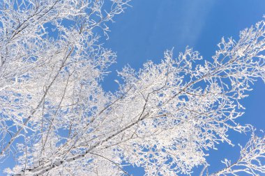 Mavi gökyüzüne karla kaplı ağaçların tepeleri ve taçları, ormanın arka planında donmuş ağaçlar, soğuk bir günde kış ormanı manzarası, beyaz karla kaplı ağaç dalları
