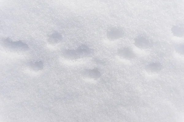 traces of small animals on white snow background texture, footprints of animals on snowy surface