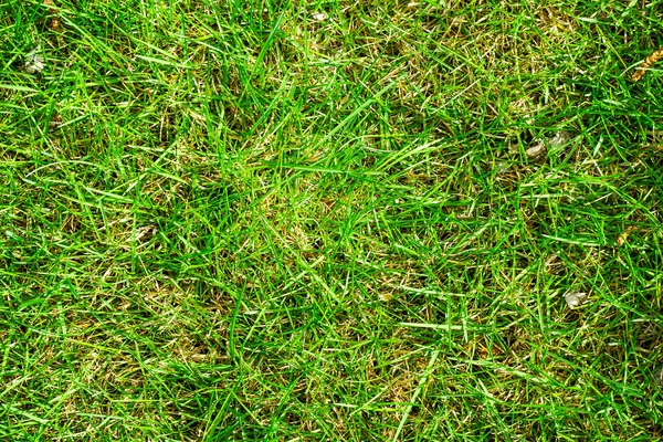 Green grass on a sunny summer day background texture