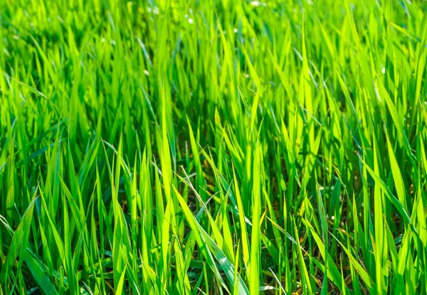 Green Grass Sunny Summer Day Background Texture — Stock Photo, Image