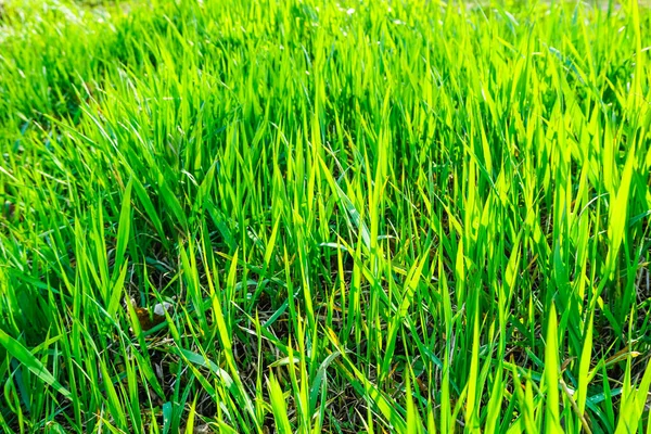 Green Grass Sunny Summer Day Background Texture — Stock Photo, Image