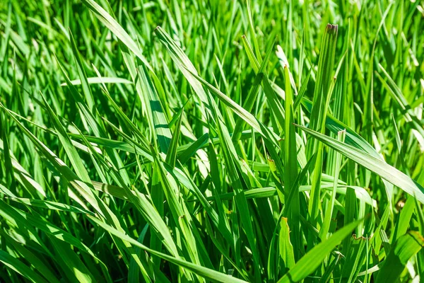 Green Grass Sunny Summer Day Background Texture — Stock Photo, Image